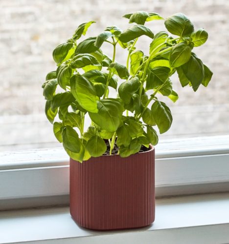 Urtepotte/Beholder Facade S